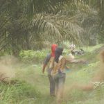 The Lack of Welfare Protection for Palm Oil Industry Labors