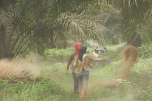 The Lack of Welfare Protection for Palm Oil Industry Labors