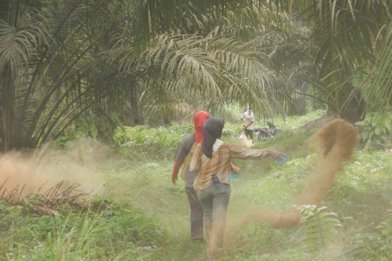 The Lack of Welfare Protection for Palm Oil Industry Labors